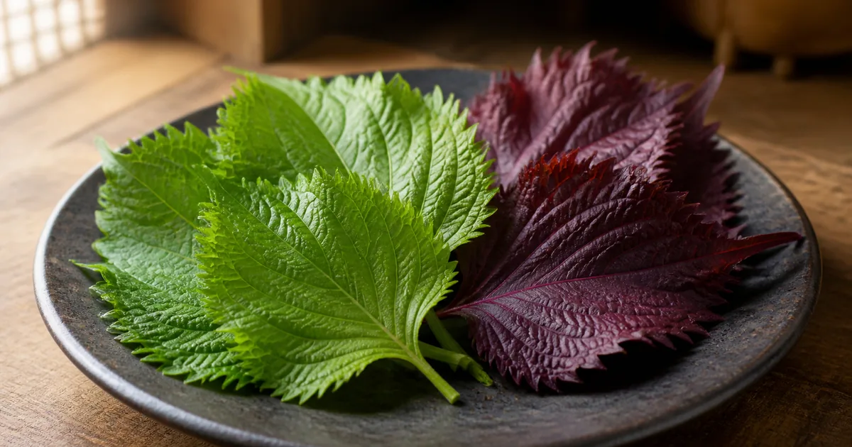 Fresh green and red shiso leaves arranged on a dark ceramic plate