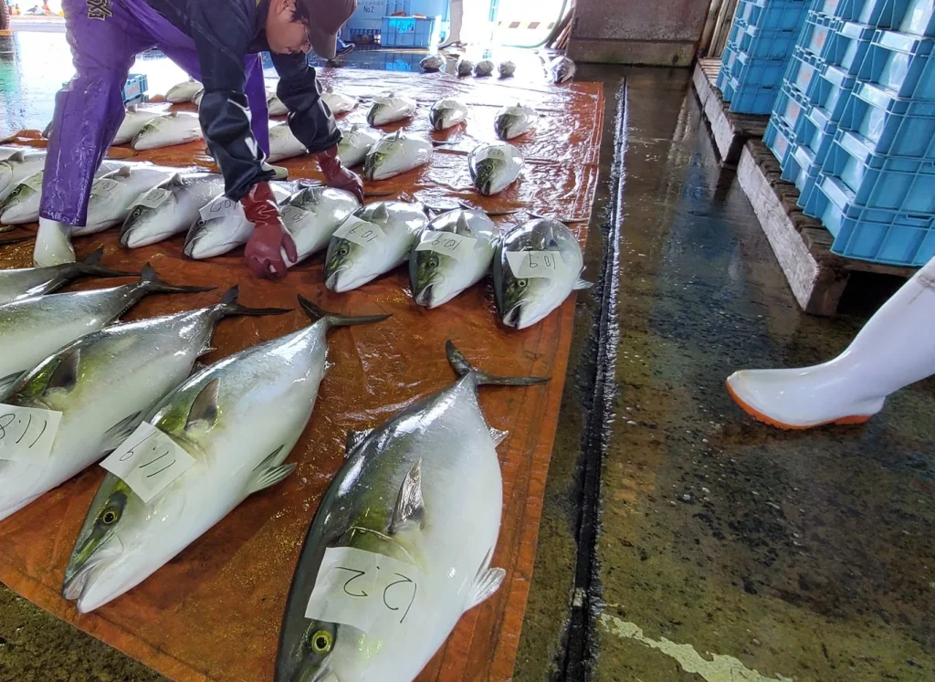 Large Buri at a Japanese Fish Market Large buri laid out for inspection by a worker at a Japanese fish market