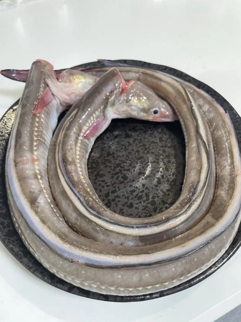 Whole raw anago conger eels arranged on a black tray before sushi preparation
