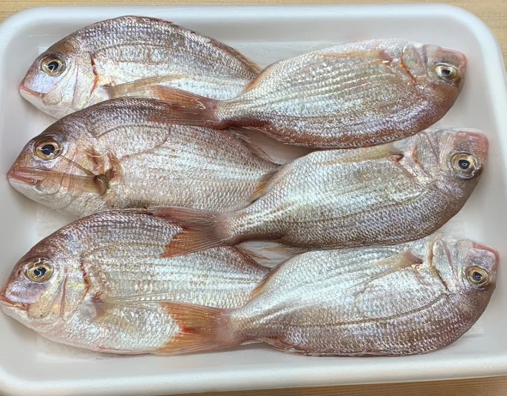 Young Kasugo Sea Bream Several small young kasugo sea bream arranged on a white tray before sushi preparation
