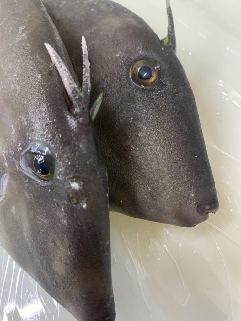 Long-Faced Filefish Comparison Close-up of two long-faced filefish with prominent eyes and dorsal spines