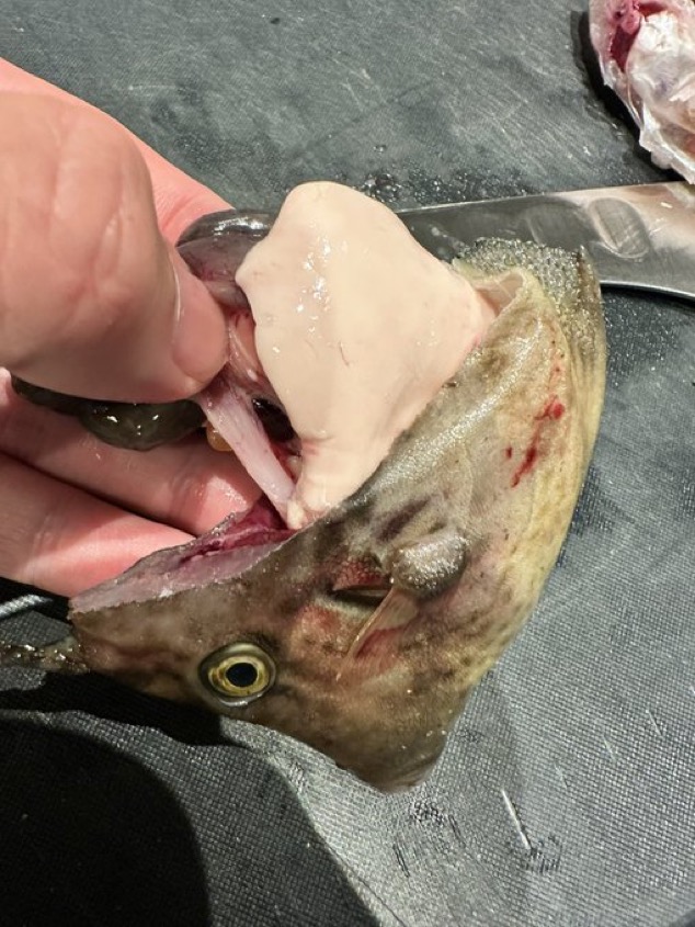 Filefish Liver Preparation A large pale filefish liver exposed during preparation on a cutting board