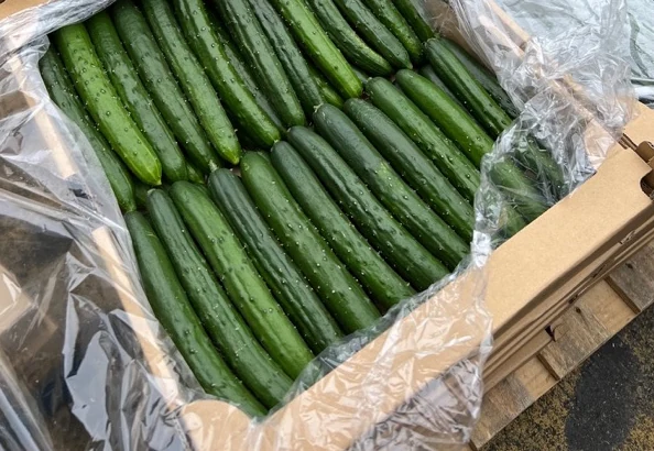 Japanese Cucumbers at a Produce Market Dark green Japanese cucumbers packed closely together at a produce market