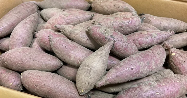 Unwashed purple-skinned Japanese sweet potatoes piled in a cardboard produce box