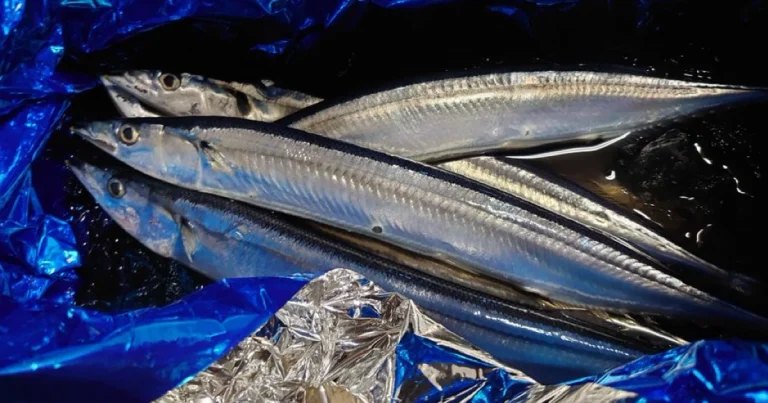 Fresh whole sanma Pacific saury with bright silver skin at a Japanese fish market
