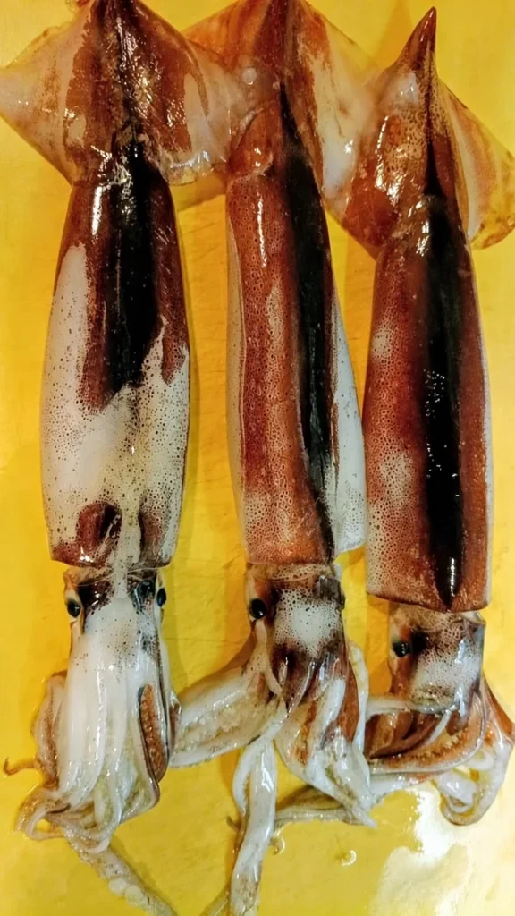 Whole Fresh Squid Before Preparation Three whole fresh squid displayed before preparation